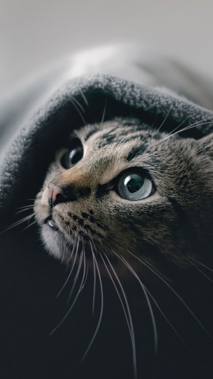 Close-up of a tabby cat peeking out from a blanket