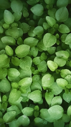 Close-up of green leaves with water droplets