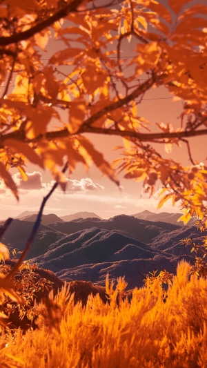 Autumn mountains with orange foliage