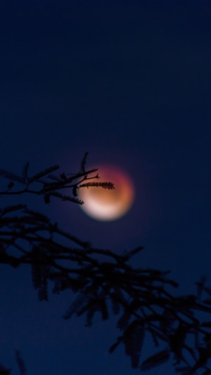 Blood Moon behind silhouetted tree branches