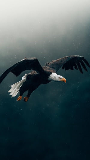 Bald eagle in flight against a dark, misty background