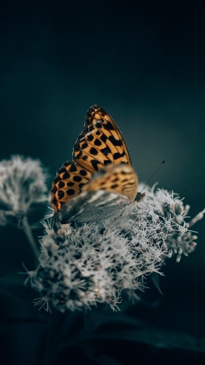 Butterfly on a white flower 4K