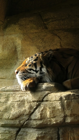 Tiger resting on rocks