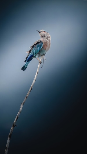Bird on a branch, 4K