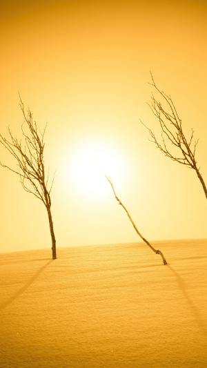 Two bare trees in a desert with sunlight