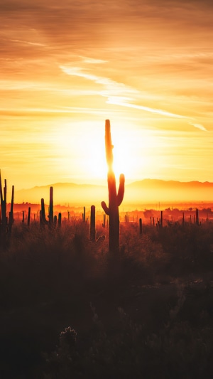 Saguaro cactus field at sunset 4K
