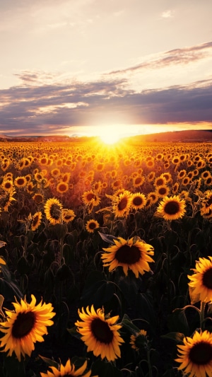 Field of sunflowers at sunset 4K