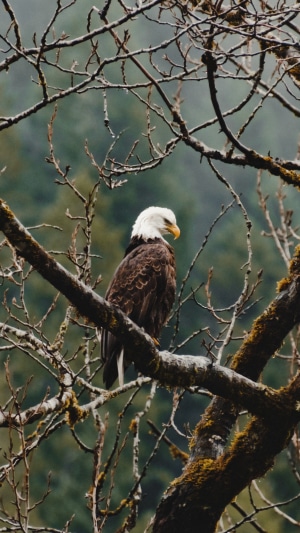 Bald eagle perched on a mossy tree branch