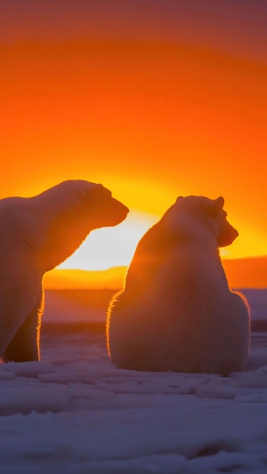Two polar bears at sunset 4K