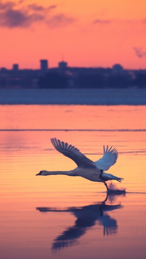 Swan flying over water at sunset 4K