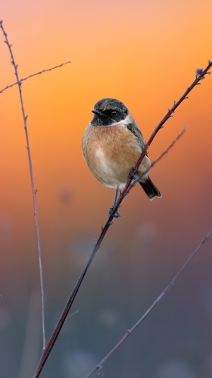 European stonechat bird on a branch 4K