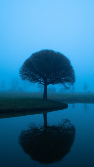 Tree in mist by water