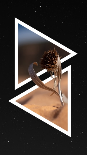 Minimalist dark 4K abstract art with dried flower