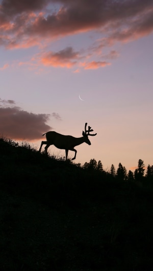 Silhouette of a reindeer at sunset with a crescent moon