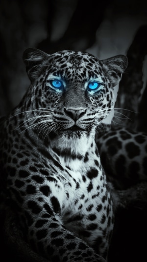 Leopard with glowing blue eyes