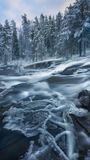 Winter forest with a frozen river and snow-covered trees