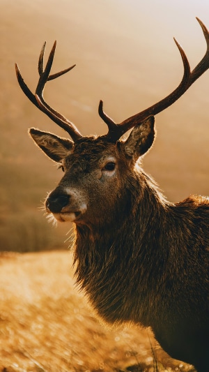 Deer with Antlers in Golden Light