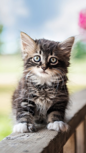 Cute tabby kitten with blue eyes sitting on a wooden railing