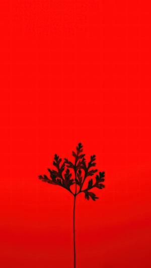 Black fern leaf on red background
