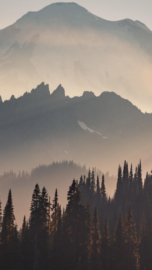 Misty mountains and pine forest at sunset
