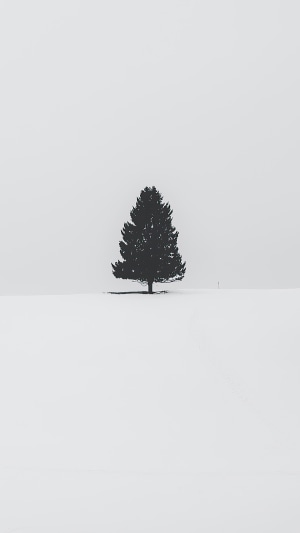 A lone tree in a snowy field