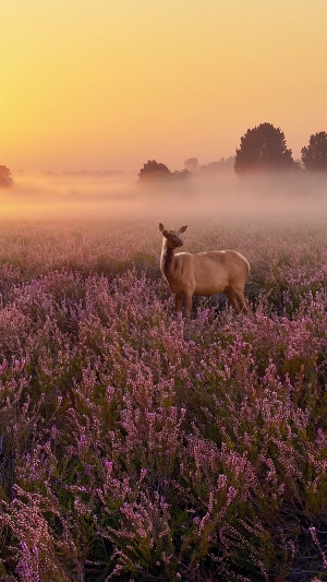 Deer in a field of flowers at sunrise