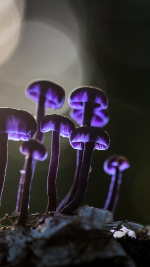 Purple mushrooms in backlight, 4K