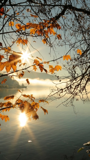 Autumn leaves on tree branches by a misty lake at sunrise