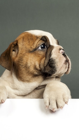 English Bulldog puppy on a gray background