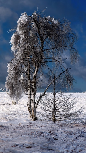 Snow covered trees in a winter landscape