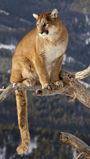 Cougar sitting on a tree branch in the mountains
