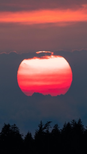 Sunset over a forest silhouette