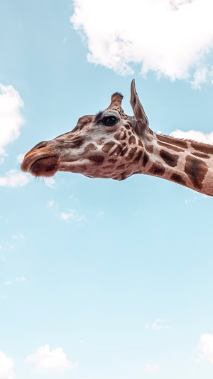 Giraffe head against a blue sky with clouds