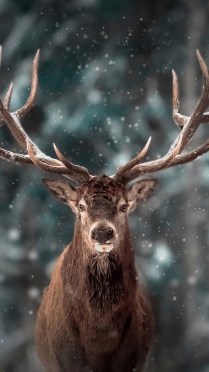 Majestic Stag in Snowy Forest 4K