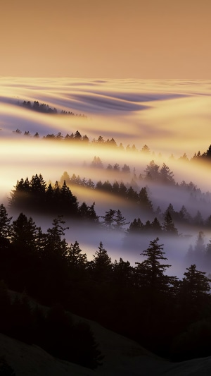 Misty forest landscape at sunrise 4K