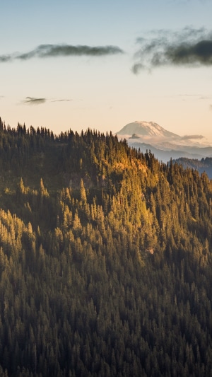 Mountain range with evergreen forest and snow-capped peak