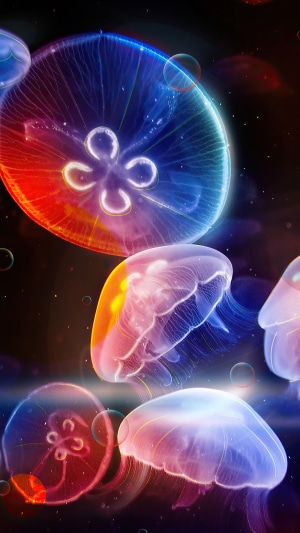 Colorful jellyfish underwater 4K