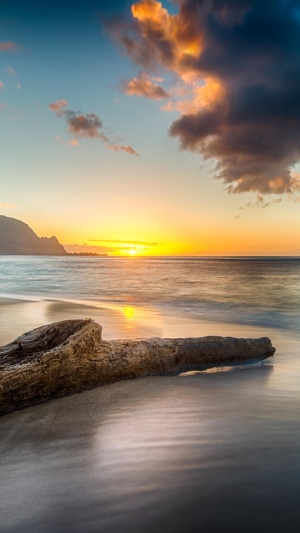 Driftwood on a beach at sunset