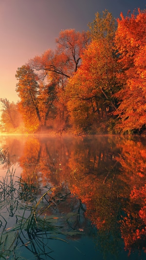 Autumn trees reflected in misty lake 4K