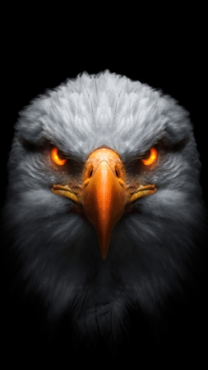 Eagle with glowing eyes on black background