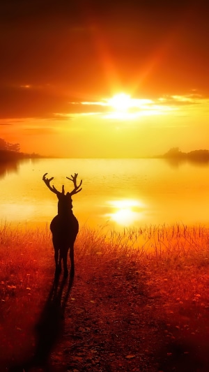 Deer silhouetted against a vibrant sunset over a lake