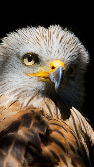 Eagle bird portrait 4K