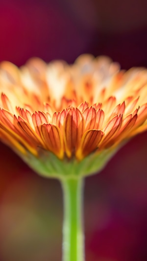 Macro shot of an orange flower with a green stem
