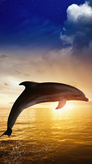 Dolphin jumping out of the ocean at sunset 4K