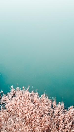 Reeds by the water 4K