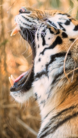 Tiger yawning with sharp teeth and tongue visible