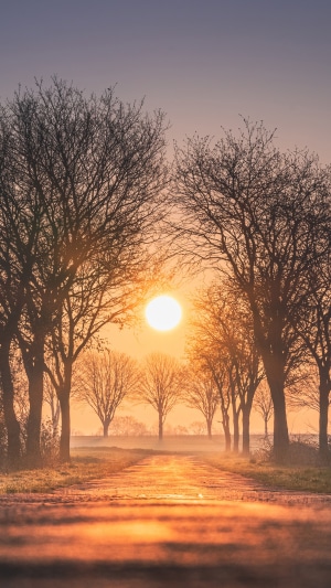 Sunrise over a misty road lined with trees