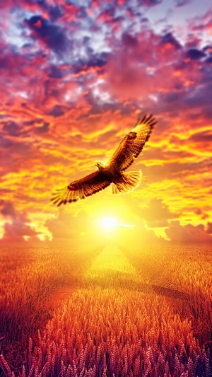 Eagle flying over a wheat field at sunset