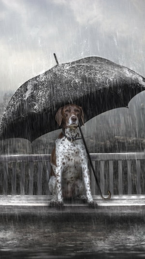 Dog under an umbrella in the rain