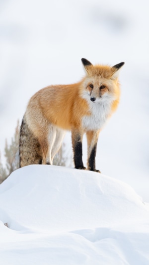 Red fox standing on a snowy hill